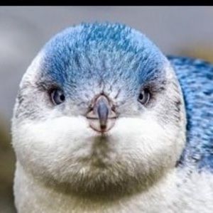 Meet your Posher, Yeet